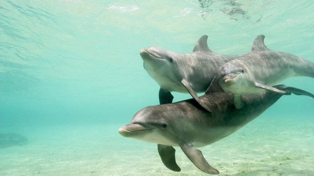 Is it OK to swim with wild dolphins